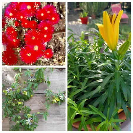 Nyaraló Le Petit Mazet