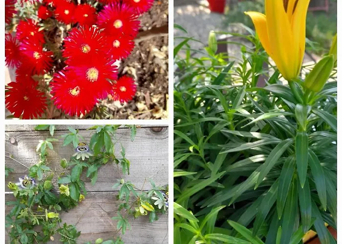 Dom wakacyjny Le Petit Mazet